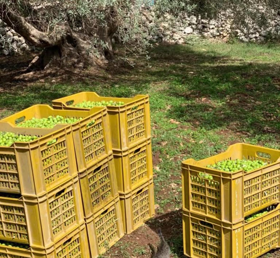 Harvest Green Olives