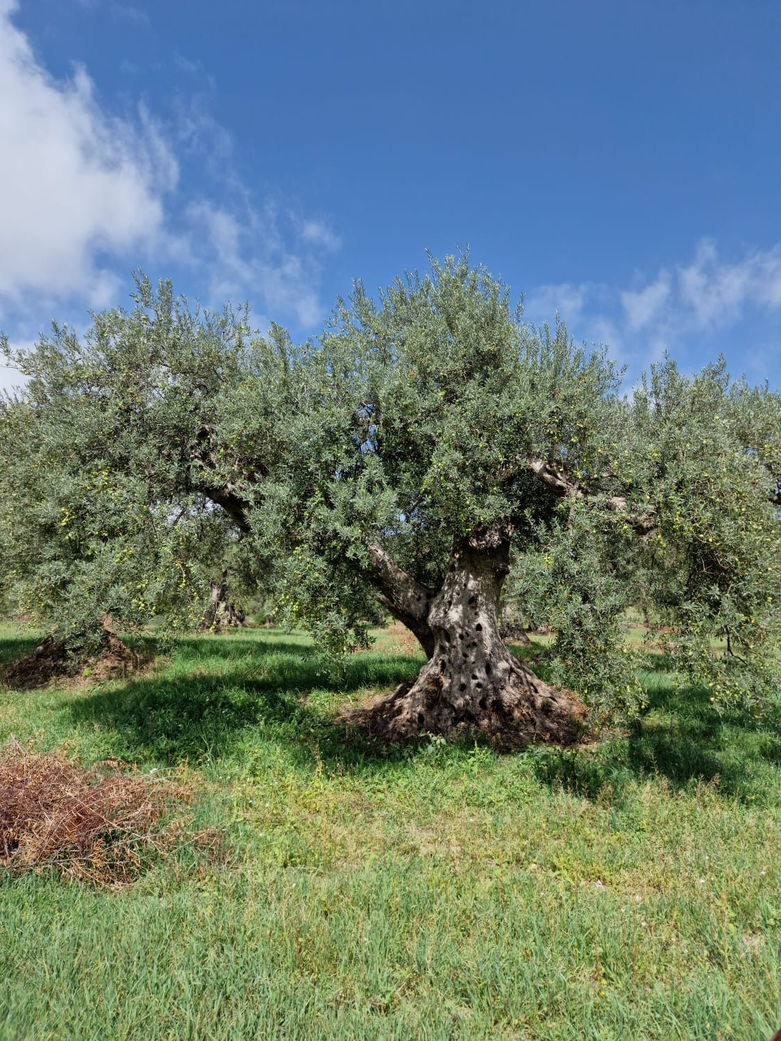 Olive Tree